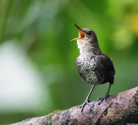 Festiwal Piosenki Ekologicznej